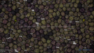 column seed