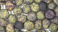 column seed