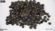 column seed
