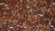column seed