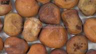column seed