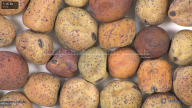 column seed