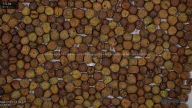 seed