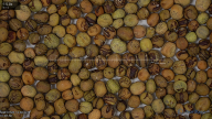 seed