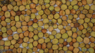 seed