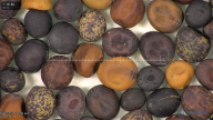 column seed