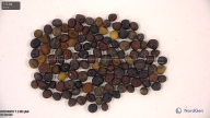 column seed