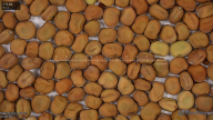 column seed