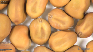column seed