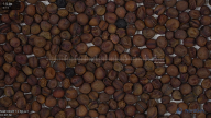 seed