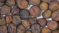 column seed
