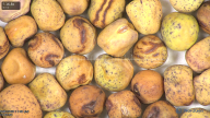 column seed