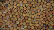 seed