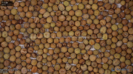 seed