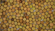 seed