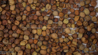 seed