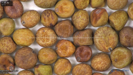 column seed