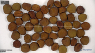 seed