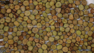 seed