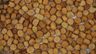 seed