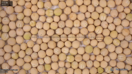 seed
