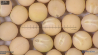 column seed