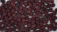 seed