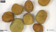 column seed
