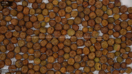 seed