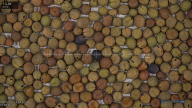 seed