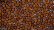seed