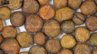column seed