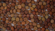 seed