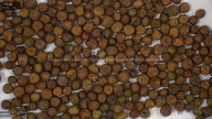 seed