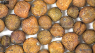 column seed