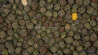 column seed