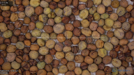 seed
