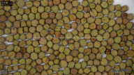 seed