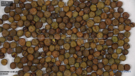 seed
