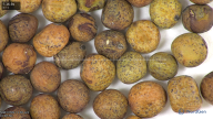 column seed