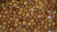 seed