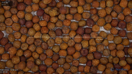 seed