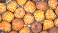column seed
