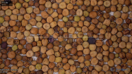 seed
