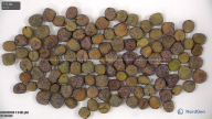 seed