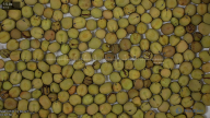 seed