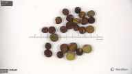 Click for 8 image(s) for this accession. seed