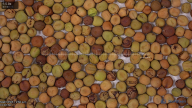 seed