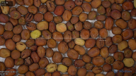 seed