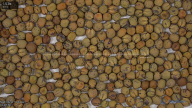 seed